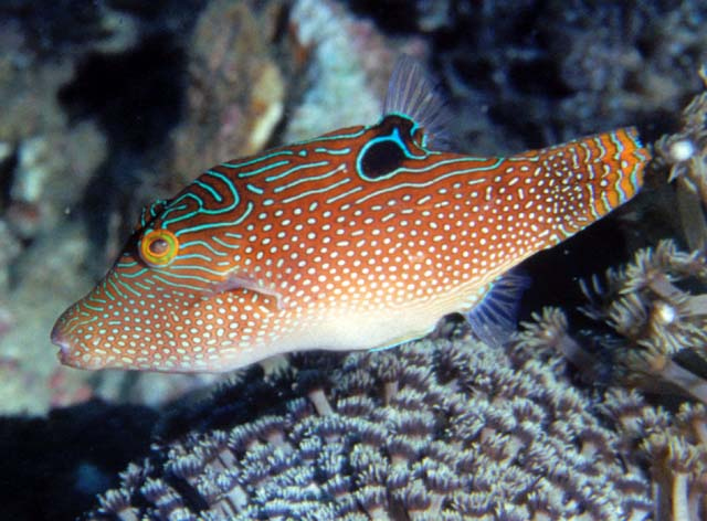  Canthigaster solandri (Blue Spotted Pufferfish)